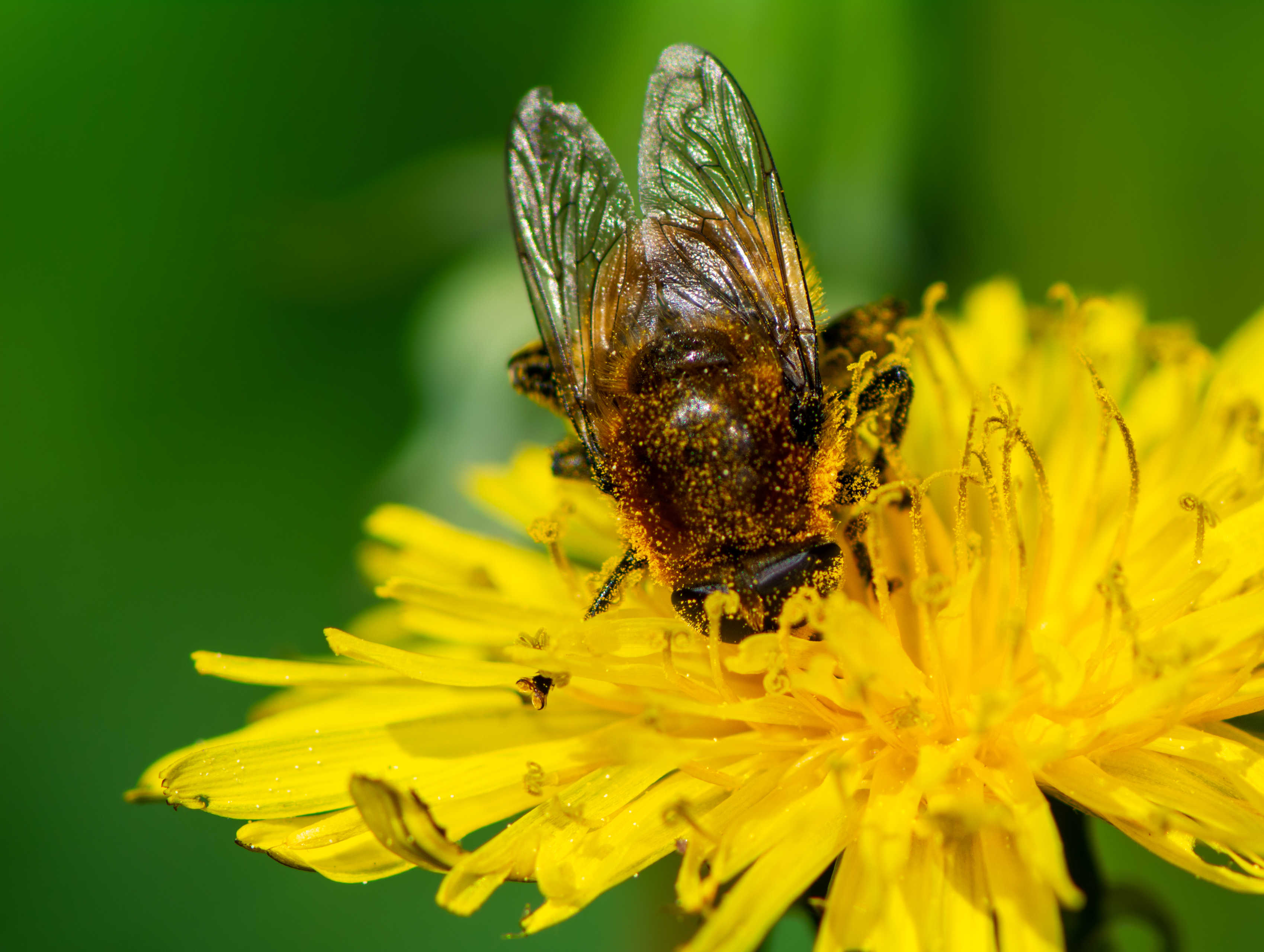 Bi sidder i mælkebøtte