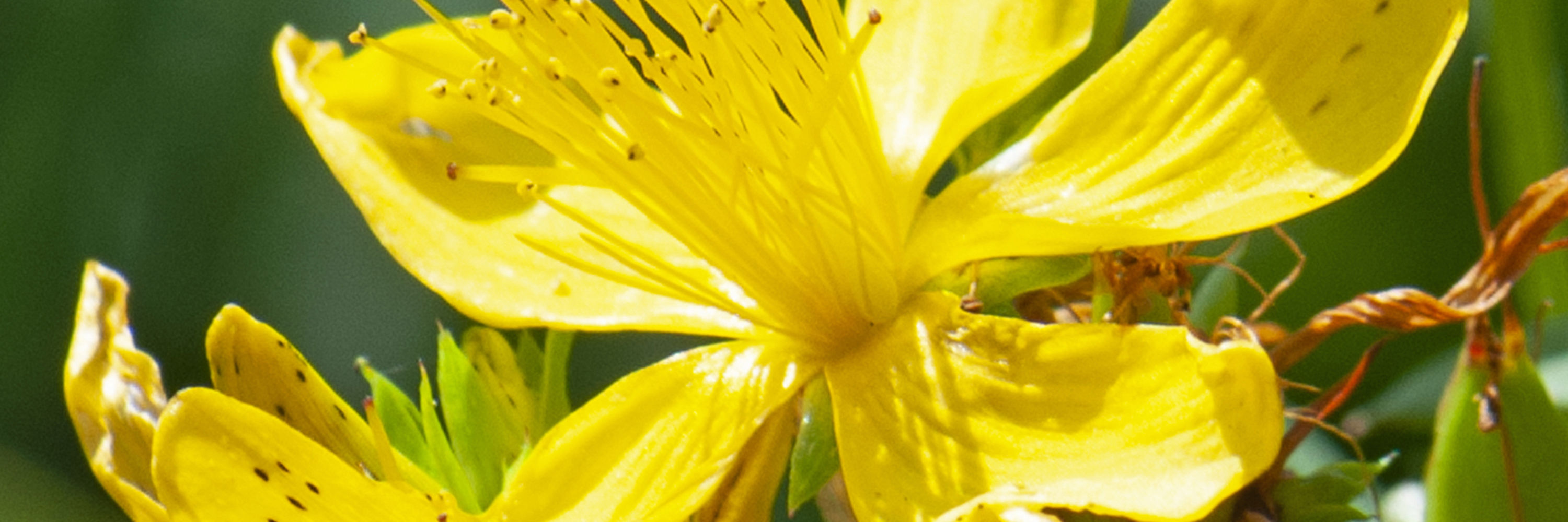 Gul blomst