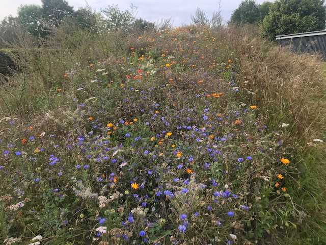 Mark ved Rævebakkeskolen