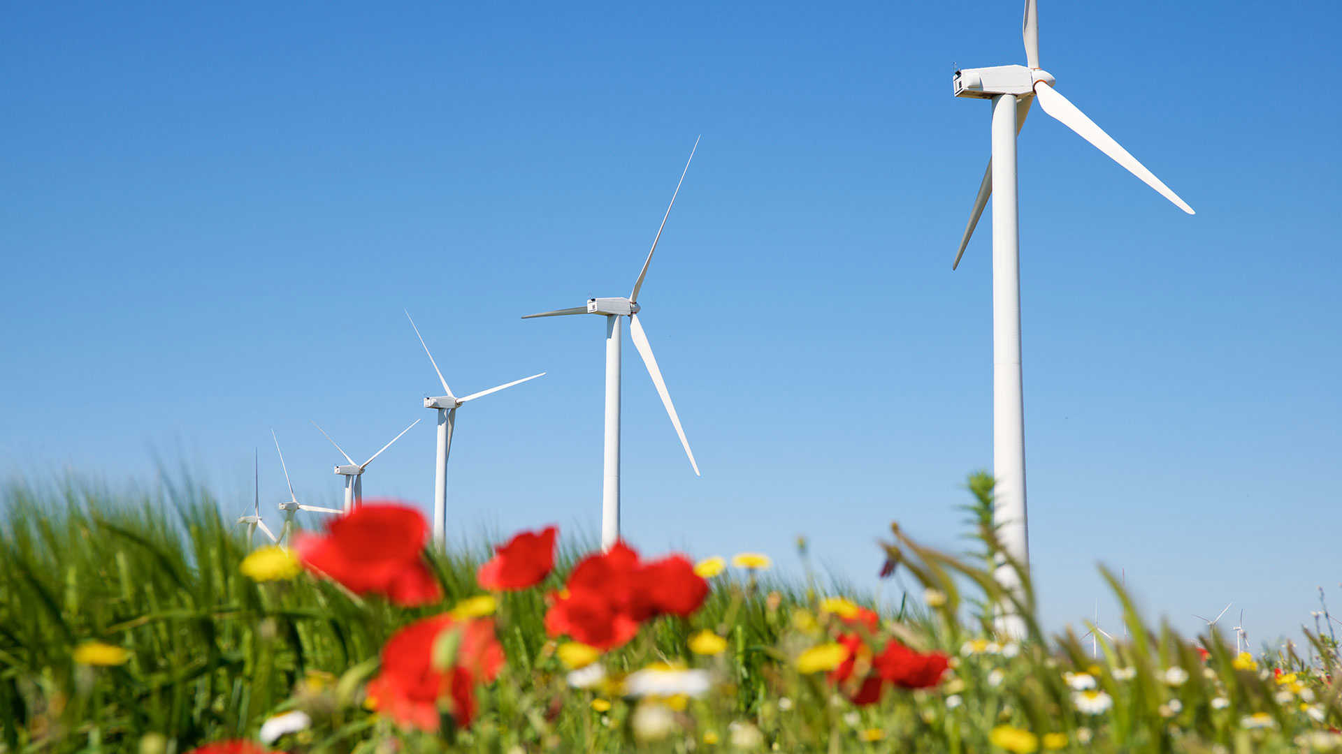 Vindmøller på en blomstermark