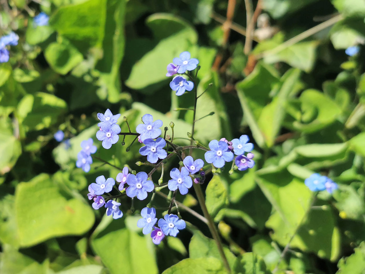 Forglemmigej blomst