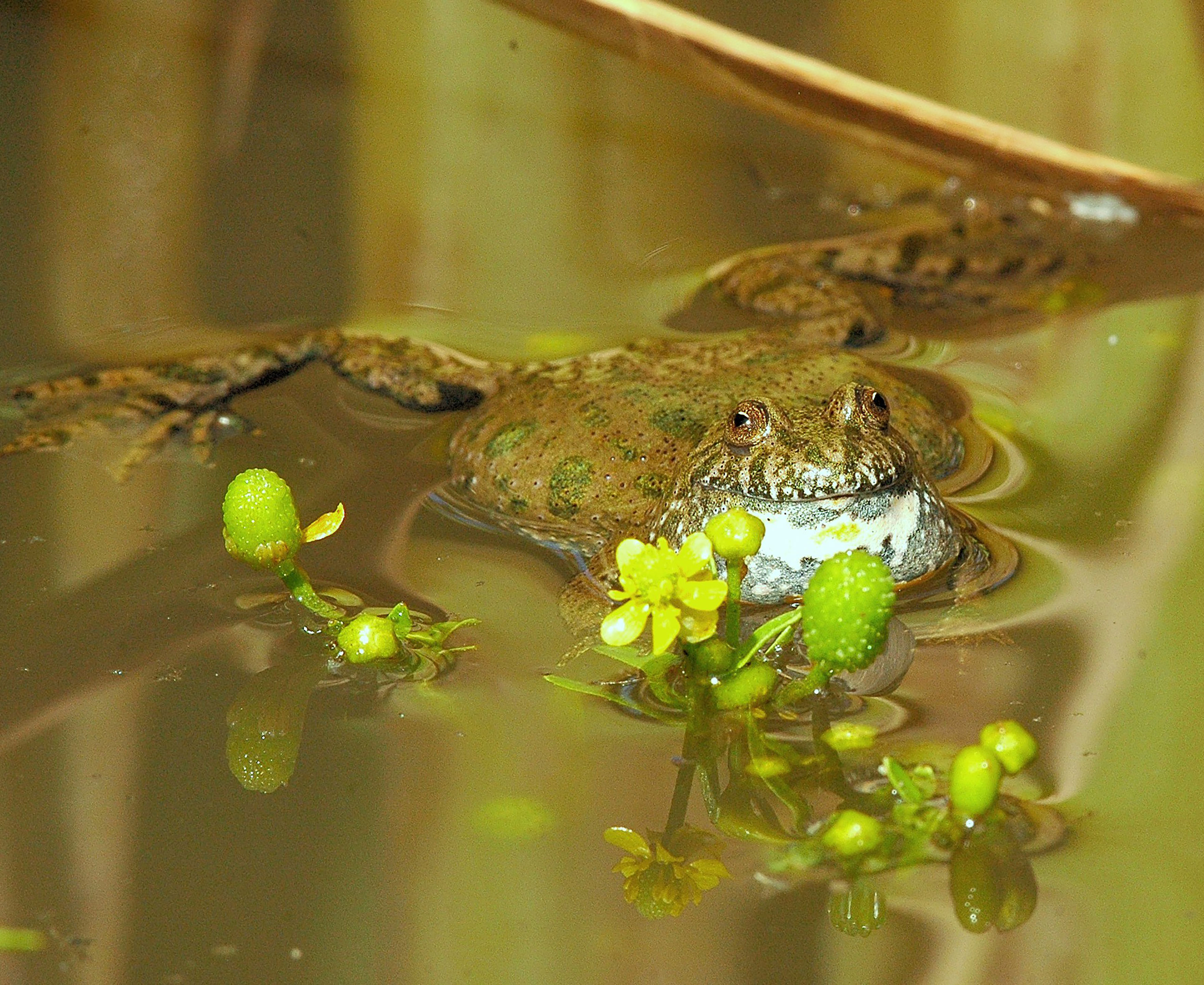 Klokkefrø der ligger i vandet