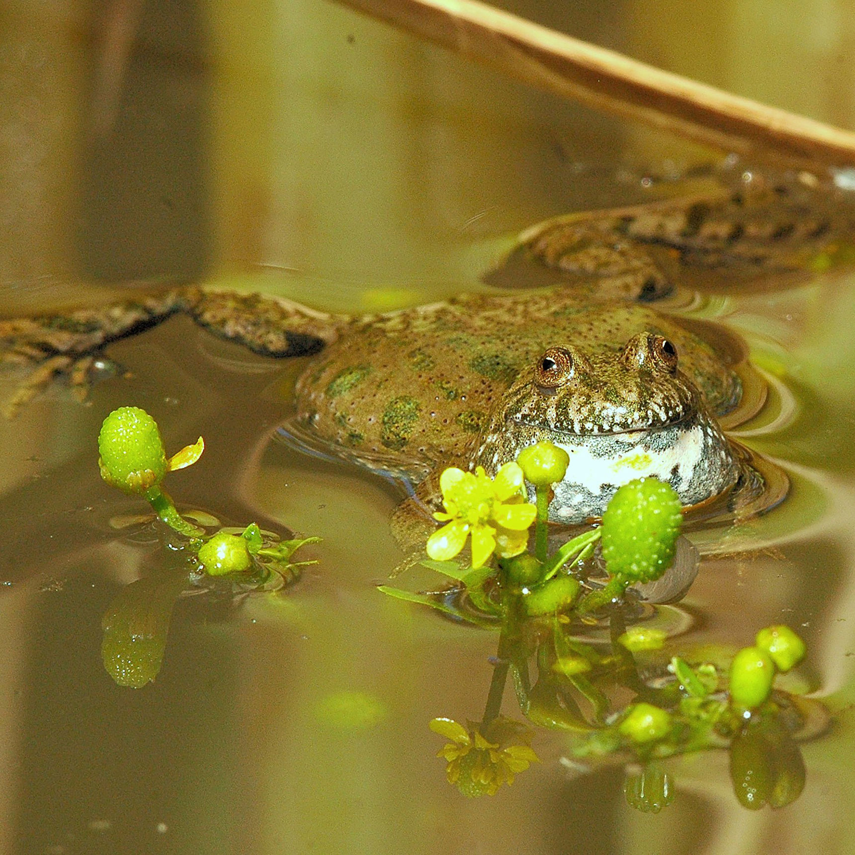 Klokkefrø der ligger i vandet