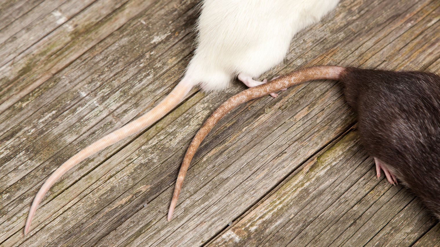 Rottehaler på to rotter