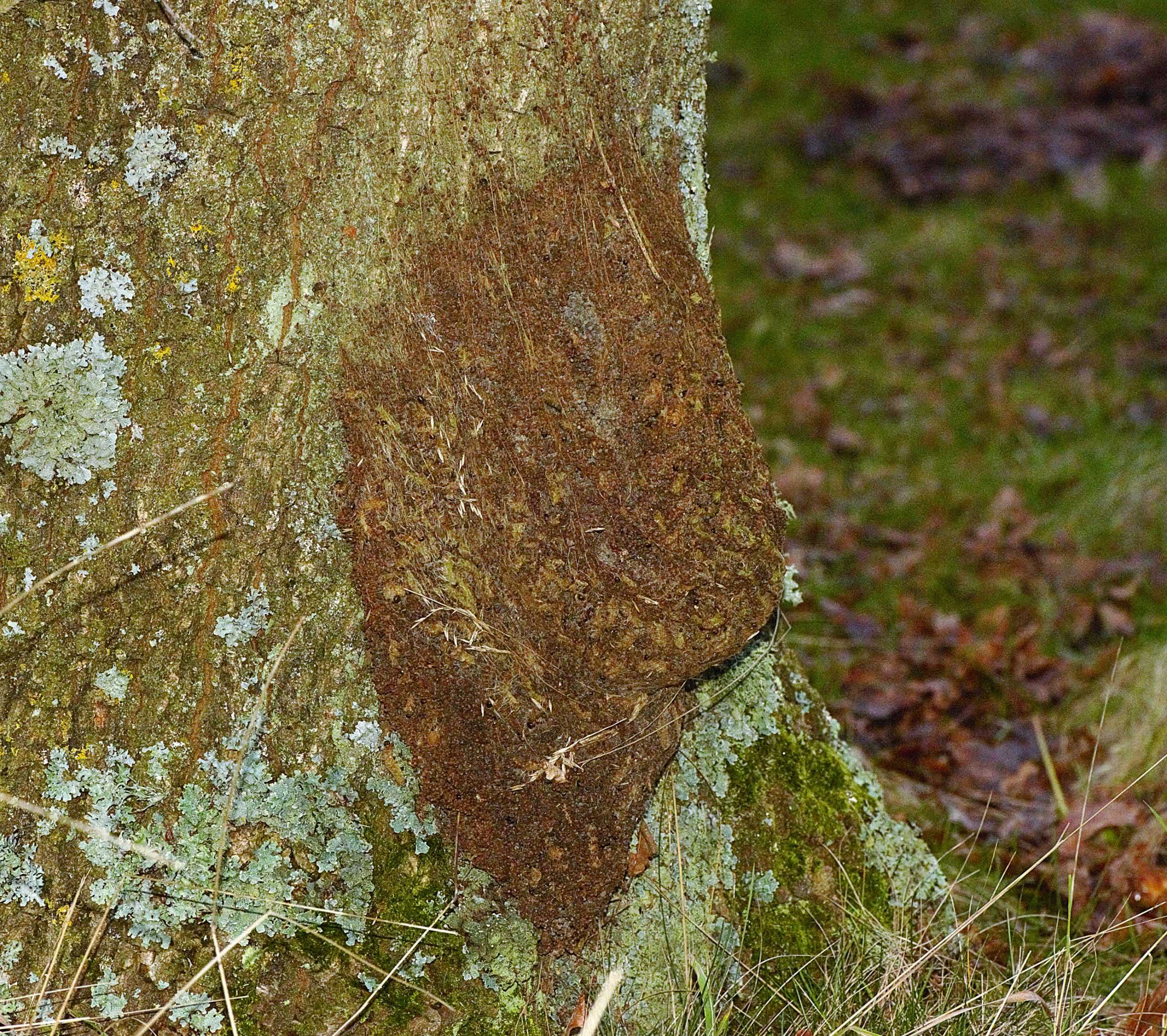 Egeprocessionsspinder