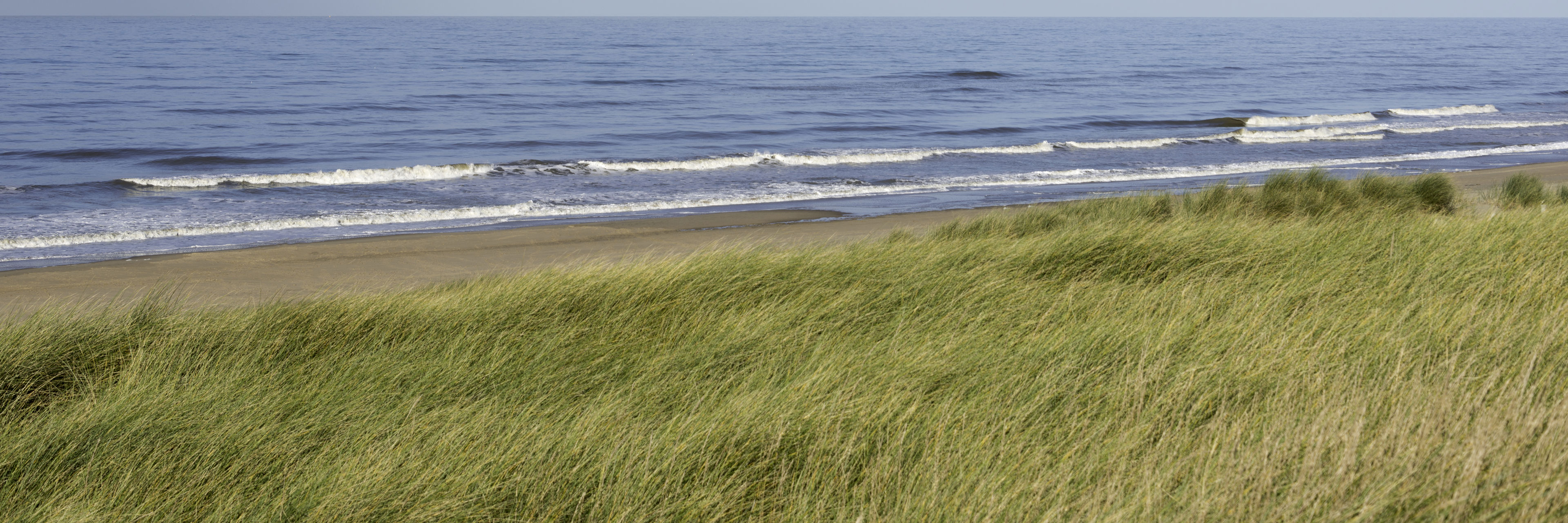 Græs på strand