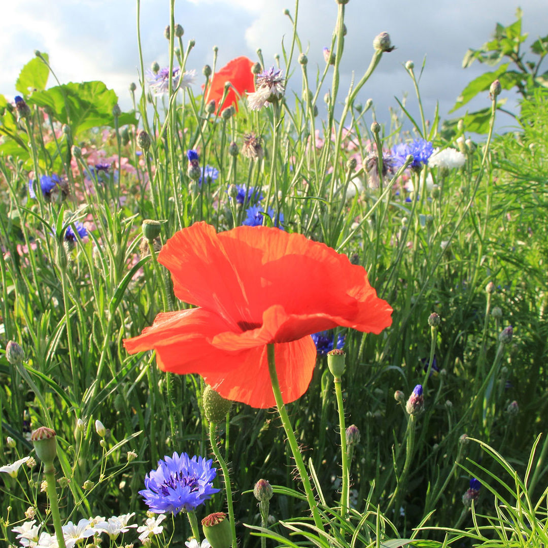 Blomstermark med røde valmuer