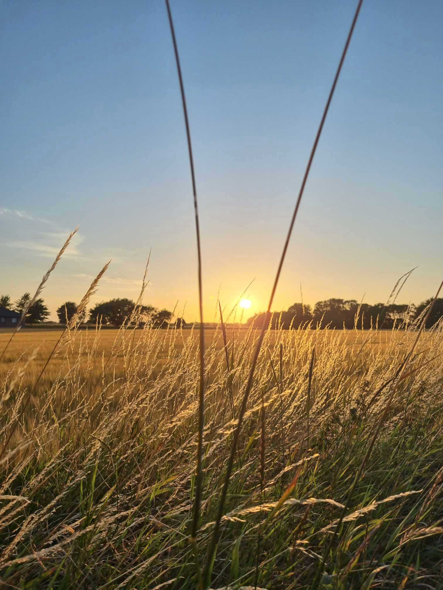 Morgensol i Ellested